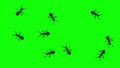 Swarm of ants, CG animated silhouettes on green screen, seamless loop