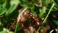 Swarm of ants devour a maggot in the grass