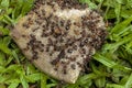 Swarm of Ants Eating Dicarded Dog Bone