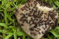 Swarm of Ants Eating Dicarded Dog Bone Royalty Free Stock Photo