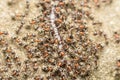 Swarm Of Ants Eating Giant Centipede