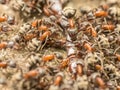 Swarm Of Ants Eating Giant Centipede Royalty Free Stock Photo
