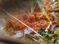 A swarm of ants floating in the water