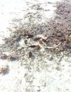 a swarm of balloons that are eating dead stingrays, on the beach of maldives