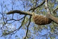 Swarm or `Beard` of Honeybees Clumped on Branch