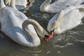 A swarm of beautiful white swans on the river