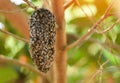 Swarm beehive Honeycomb on tree nature green background
