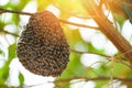 Swarm beehive Honeycomb on tree nature green