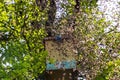 Swarm of bees. Apiculture. Apiary. Majestic sunny spring day. Carpathian insect