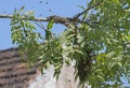 Swarm bees - apis mellifera bees swarming