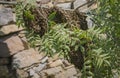 Swarm bees - apis mellifera bees swarming