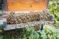 Swarm of bees on a beehouse Royalty Free Stock Photo