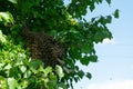 A swarm of bees on the branch of a Linden tree. Colony of bees on a tree. Royalty Free Stock Photo