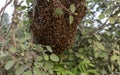 Swarm of bees building a new hive on a tree branch in the forest