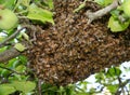 Swarm of bees close up. Swarm of bees on the tree. Swarm Catching