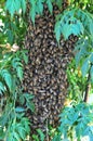 Swarm of bees clustered on a tree Protecting their Queen