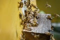 Swarm of bees coming back to the beehive after busy day. Royalty Free Stock Photo