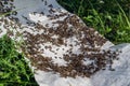 A swarm of bees crawling, macro shot. A colony of bees crawling on a white background. Beekeeping, small business, home