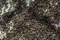 A swarm of bees crawling, macro shot. A colony of bees crawling on a white background. Beekeeping, small business, home