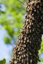 A swarm of bees flew out of the hive on a hot summer day and landed on a tree trunk.