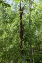 A swarm of bees flew out of the hive on a hot summer day and landed on a tree trunk.