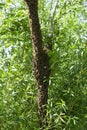 A swarm of bees flew out of the hive on a hot summer day and landed on a tree trunk.