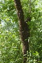 A swarm of bees flew out of the hive on a hot summer day and landed on a tree trunk.