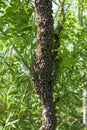 A swarm of bees flew out of the hive on a hot summer day and landed on a tree trunk.