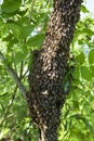 A swarm of bees flew out of the hive on a hot summer day and landed on a tree trunk.