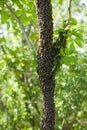 A swarm of bees flew out of the hive on a hot summer day and landed on a tree trunk.