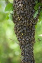 A swarm of bees flew out of the hive on a hot summer day and landed on a tree trunk.