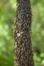 A swarm of bees flew out of the hive on a hot summer day and landed on a tree trunk.