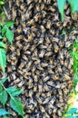 Swarm of bees clustered on a tree Protecting their Queen