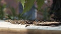 Bees enter a box calling their companions.