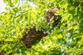 Swarm of bees on mulberry tree