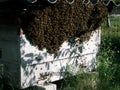 Swarm of bees packed on a into an old abandoned hive. Migration of bees. Wild bees. Catching the bee swarm. Beekeeping background