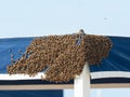 Swarm of bees ready to make the hive Royalty Free Stock Photo