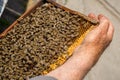 A swarm of bees sitting on honeycomb plates