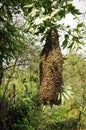 Swarm of bees on a tree branch Royalty Free Stock Photo