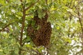 Swarm of bees on a tree branch with green foliage in a forest