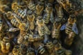 A swarm of bees on a tree branch