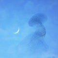 Swarm bird flying in a sky with a moon quarter blurred