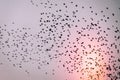 Swarm of Birds
