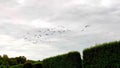 A swarm of birds in the sky