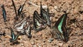 Swarm of butterflies eating engulfing natural minerals