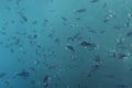 Swarm of Caribbean fish underwater photography, group of tropical fish underwater in egypt marsa alam