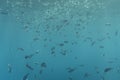 Swarm of Caribbean fish underwater photography, group of tropical fish underwater in egypt marsa alam