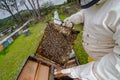 Swarm collected honey multiple bees