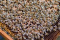 Swarm collected honey multiple bees