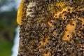 Swarm collected honey multiple bees